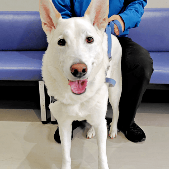 左脚の前十字靭帯断裂の手術を受けた（画像提供：テラゾーくん）