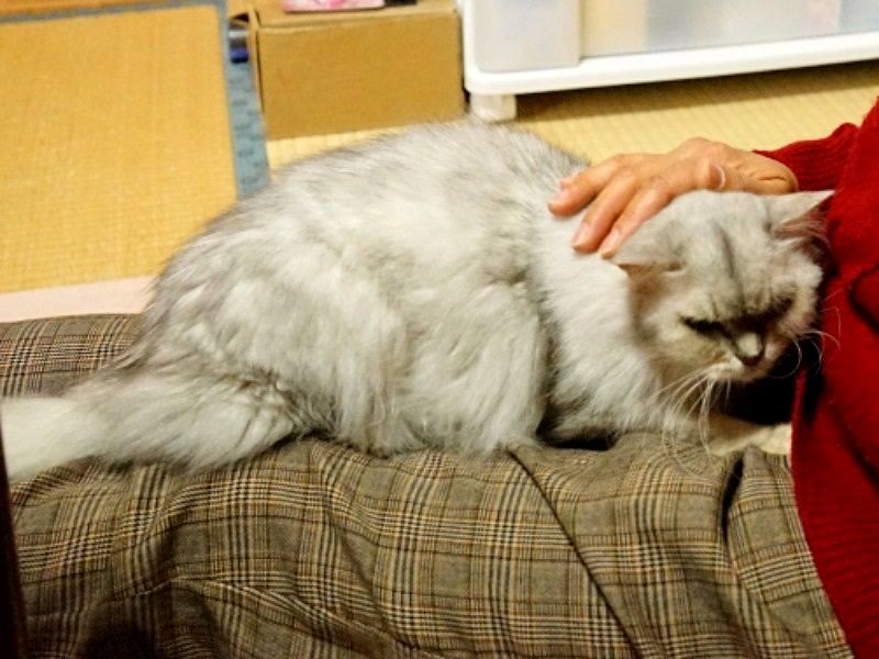 佐藤さんに甘えるようになったクラン