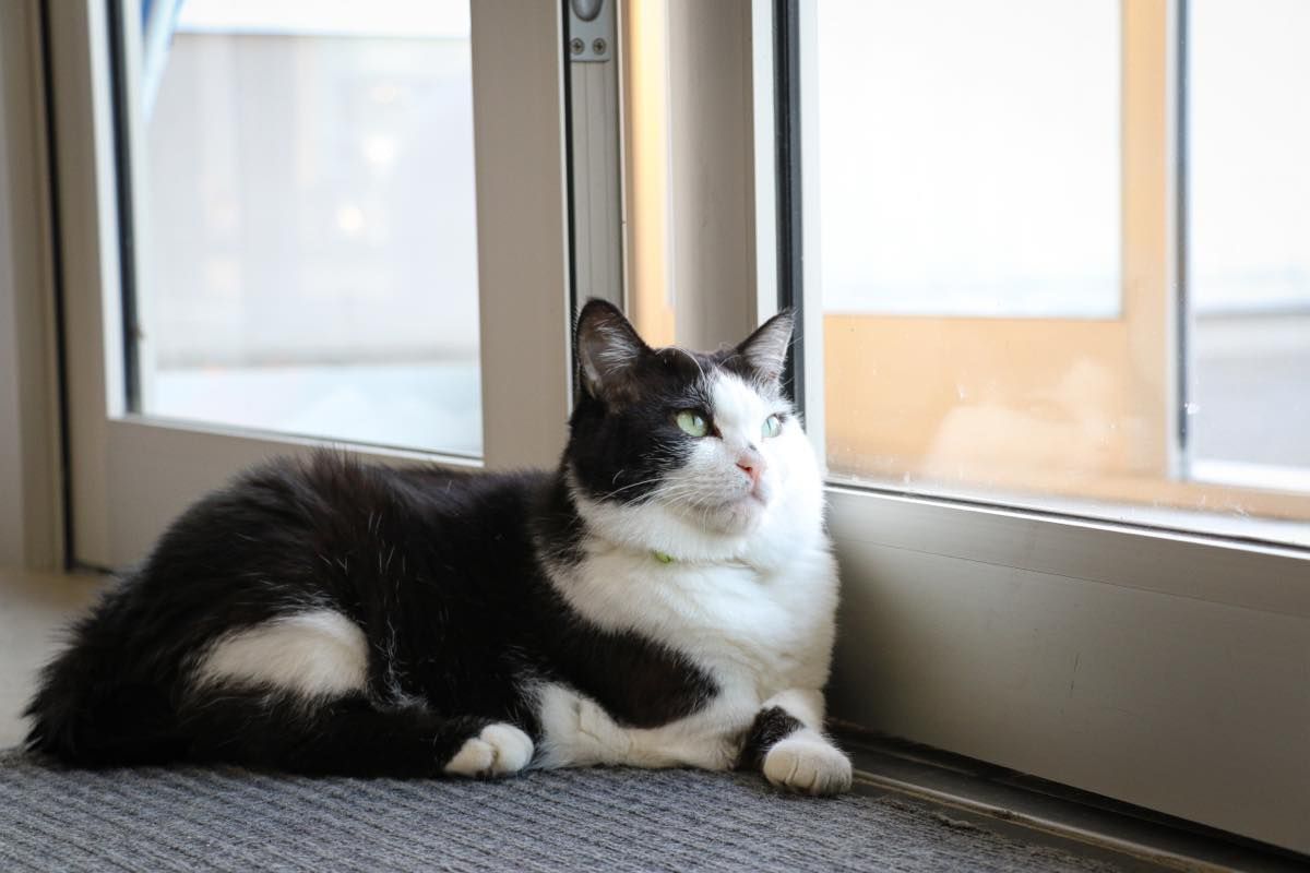 運送会社の広報部長は“にゃんフルエンサー” 保護猫「ふく」 右前足を