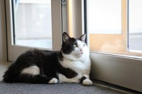 玄関のマットに鎮座し、帰社するドライバーたちを待つふく（撮影／石黒謙吾）