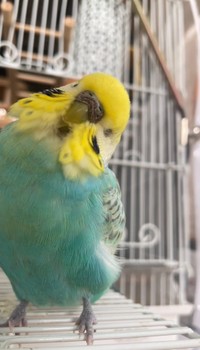 いたずらっ子だった「師匠」ことむあくん。（提供：リロルルさん）