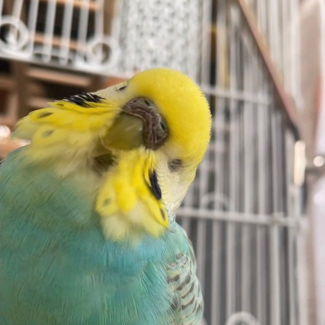 いたずらっ子だった「師匠」ことむあくん。（提供：リロルルさん）