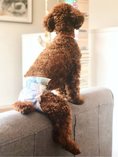 バランス感覚はいいのですが…