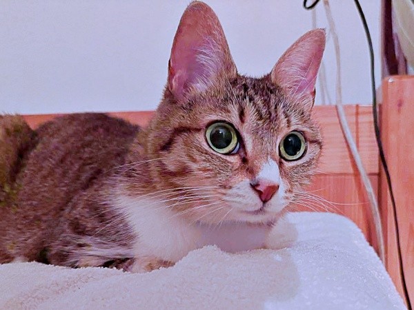 大きな瞳が素敵なチビちゃん（画像提供：いくどんさん）