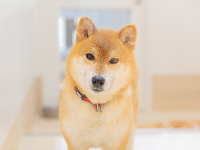 一生を共にする家族を待っている