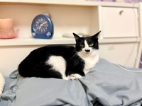 小さい頃から枕元で寝るのがお決まりになっている依灯ちゃん（画像提供：猫又ちぐらさん）