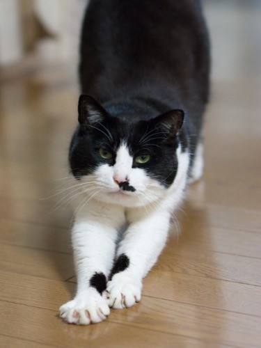 健康体操（小林写函撮影）