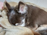 コハクちゃんのかつての生活を想像し、悲しい気持ちになりました