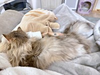 飼い主さんの腕枕でくつろぐしらすちゃん（画像提供：しらす どんぐり はんぺんさん）