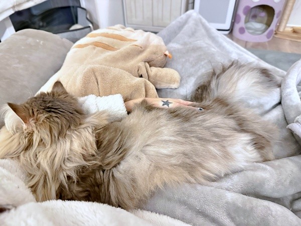 飼い主さんの腕枕でくつろぐしらすちゃん（画像提供：しらす どんぐり はんぺんさん）