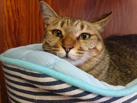 野良猫を不妊去勢し、元の場所に戻す理由　TNRは解決になる？