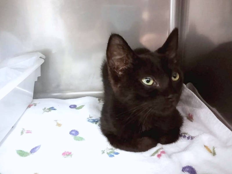 入院していたころのオレオくん