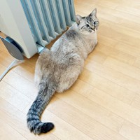 「焦げた！？」 保護後、徐々に被毛の色合いが濃くなったふぅさん（画像提供：北田千尋さん）