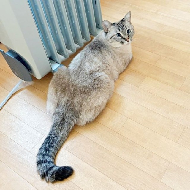 「焦げた！？」 保護後、徐々に被毛の色合いが濃くなったふぅさん（画像提供：北田千尋さん）