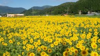 提供：道の駅 風の家