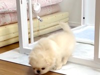 思いきってひょいっと出てみたわた坊くん（画像提供：ペキニーズのわた坊さん）