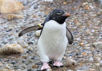 ミナミイワトビペンギン※画像はイメージです（i_love_cavy/stock.adobe.com）