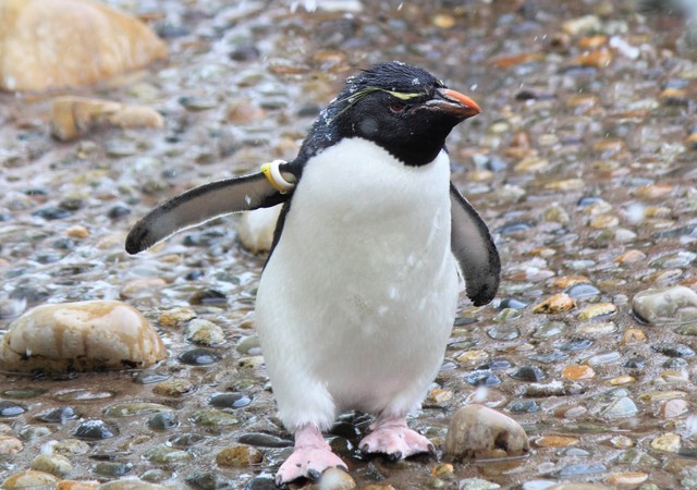 ミナミイワトビペンギン※画像はイメージです（i_love_cavy/stock.adobe.com）