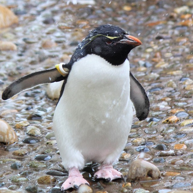 ミナミイワトビペンギン※画像はイメージです（i_love_cavy/stock.adobe.com）