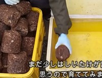 素人ながらに栽培してみることに／投稿主さん提供＝画像をトリミングしています