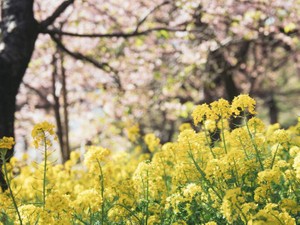 SNSや想い出の写真がなくても、生きていける。唐突な彼女さえいれば