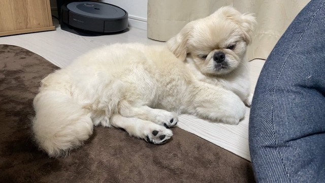 おじいちゃんみたいな渋いお顔で何を考えているのかな？（提供：とろろ ペキニーズさん）