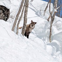 真っ白な雪にふわふわの被毛が愛らしいカモシカ（画像提供：少年さん）