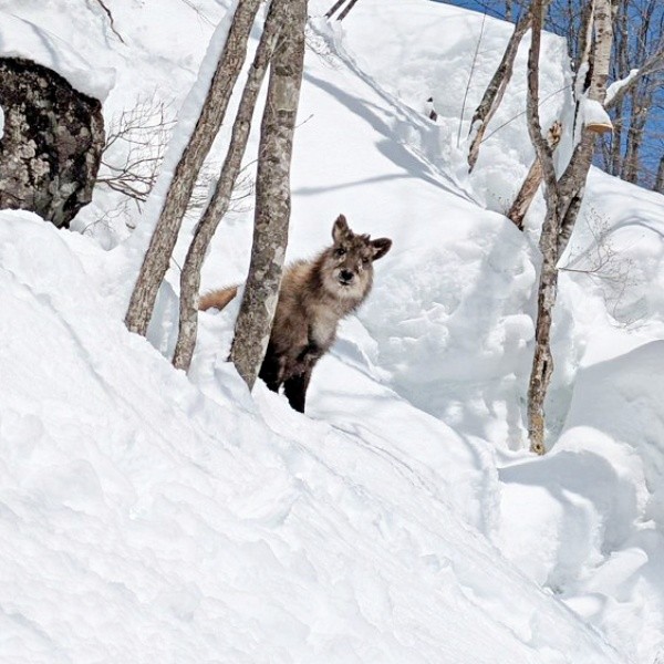 真っ白な雪にふわふわの被毛が愛らしいカモシカ（画像提供：少年さん）