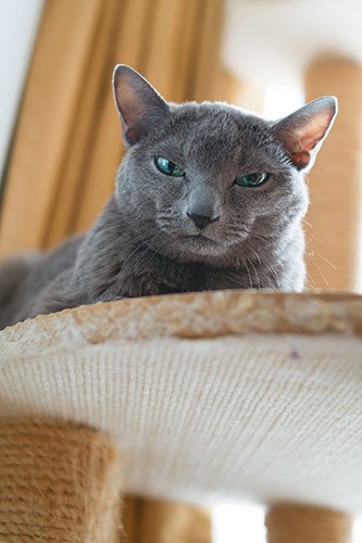 アルカイックな仏像のように謎めいた瞳
