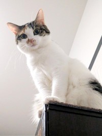 棚上に登ってまわりを見渡す三美ちゃん（画像提供：三美お嬢様はお猫様さん）