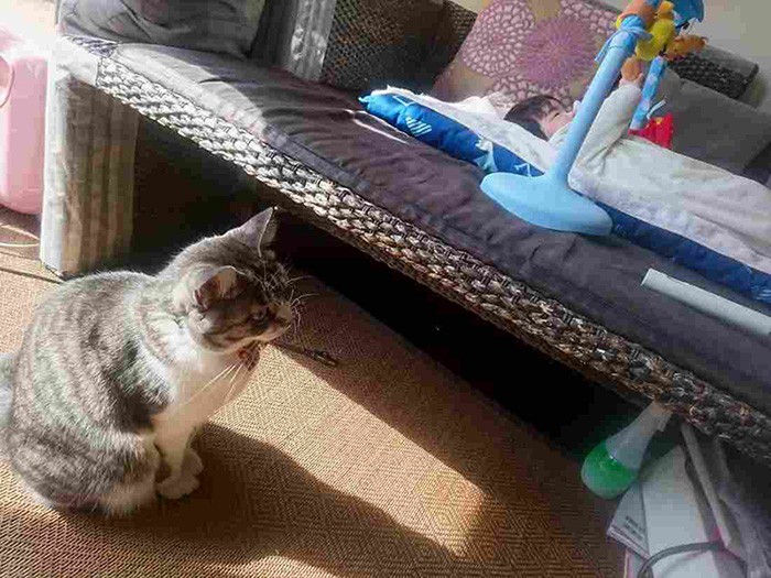 Ｋちゃんは赤ちゃんより、蚊帳に興味津々