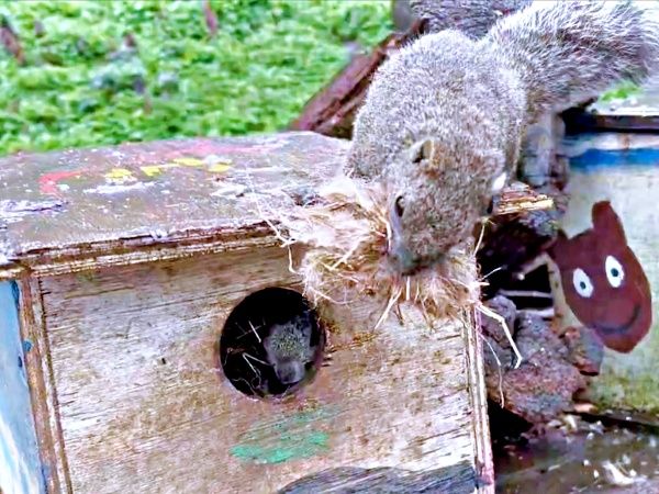 巣材をくわえて帰宅したリス「知らんヤツおるんだが？？」右往左往する
