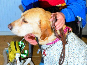 盲導犬ホップが引退、「お疲れさま」　地域の講演などで活躍