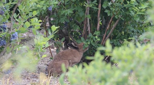 ブルーベリーを食べるエゾユキウサギ／投稿主さん提供