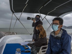 激減していたピンクイルカ、再び香港に　フェリーの運休が吉と出た