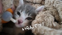 ミルクも欲しがりません（提供：おかゆ生活さん）
