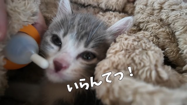 ミルクも欲しがりません（提供：おかゆ生活さん）
