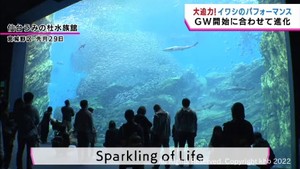 仙台うみの杜水族館でイワシの新パフォーマンス　ＧＷに合わせて開始　世界的パフォーマンス集団がコラボ