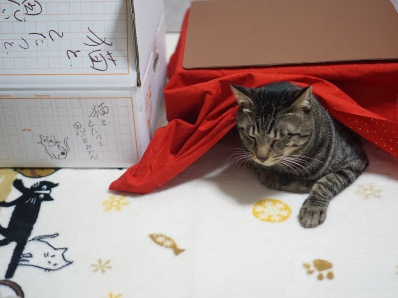 眠たくなってきた