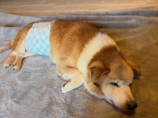 ニシくん、肛門腫瘍と歯周病があった（「特定非営利活動法人DOG BASE」さん提供）