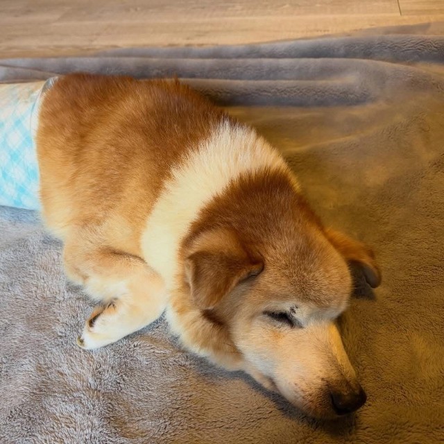 ニシくん、肛門腫瘍と歯周病があった（「特定非営利活動法人DOG BASE」さん提供）