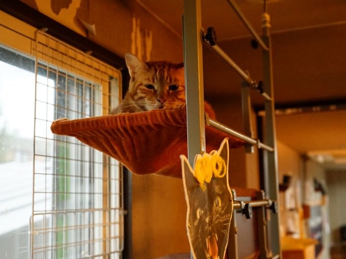 ゆったりまどろんでいるメロデイ