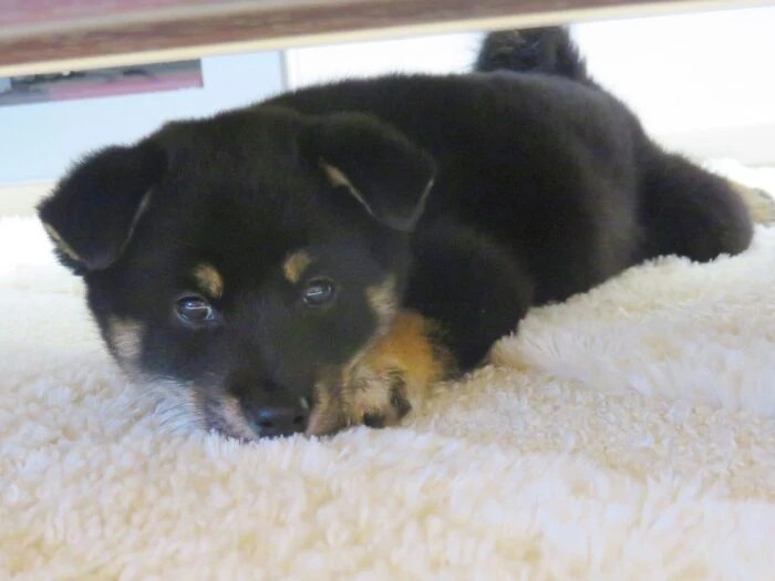 家にきたころの「ラガー」