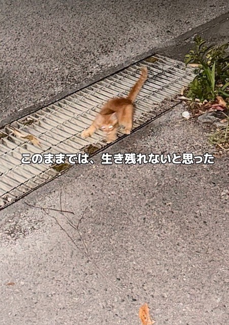 ひとりぼっちでいたあと君（投稿からキャプチャ）