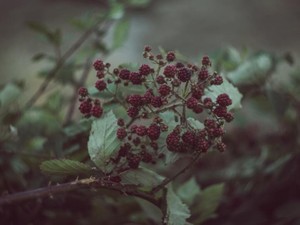 父が手塩にかけて育てたグミの実は、人生で一番気持ち悪かった