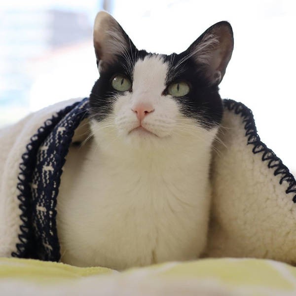 冬はぬくぬく巣ごもりするの