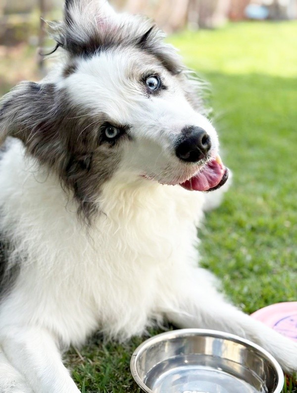 飼い主さんが話しかけるとーー「なあに？」と耳を傾けるサニーくん（画像提供：ボースー子さん）