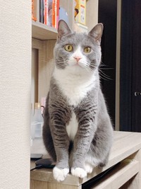 しゅうりぎょうしゃじゃにゃいわよ（提供写真）