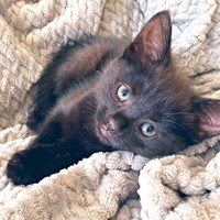 お迎え時、あずきちゃんの毛柄は、黒っぽい茶色の縞模様に見えたそうです（画像提供：しゃも&黒猫あずきさん）