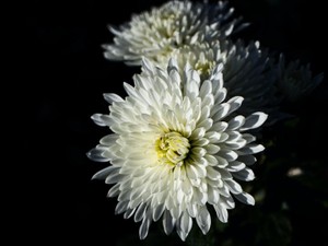 「菊なんか」と、颯爽と葬儀場を去った叔祖母に私の胸はえぐられた